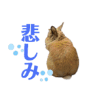 もふまるスタンプ第四弾（個別スタンプ：8）