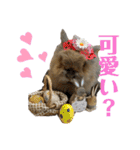 もふまるスタンプ第四弾（個別スタンプ：9）