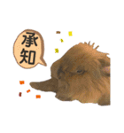 もふまるスタンプ第四弾（個別スタンプ：16）