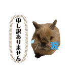 もふまるスタンプ第四弾（個別スタンプ：23）