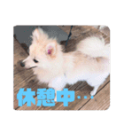 ちくわ×ボンド 親友のスタンプ（個別スタンプ：13）