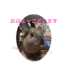 mさんちのパンちゃん（個別スタンプ：1）