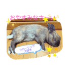 mさんちのパンちゃん（個別スタンプ：3）