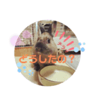 mさんちのパンちゃん（個別スタンプ：8）