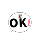 柴犬のぼちゃん デカ文字吹出し③（個別スタンプ：1）