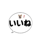 柴犬のぼちゃん デカ文字吹出し③（個別スタンプ：4）