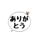 柴犬のぼちゃん デカ文字吹出し③（個別スタンプ：5）