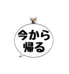 柴犬のぼちゃん デカ文字吹出し③（個別スタンプ：17）