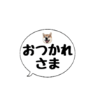 柴犬のぼちゃん デカ文字吹出し③（個別スタンプ：20）
