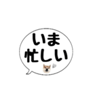 柴犬のぼちゃん デカ文字吹出し③（個別スタンプ：22）