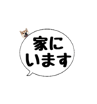 柴犬のぼちゃん デカ文字吹出し③（個別スタンプ：31）
