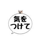 柴犬のぼちゃん デカ文字吹出し③（個別スタンプ：37）