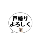 柴犬のぼちゃん デカ文字吹出し③（個別スタンプ：40）