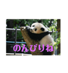動物達のひとり言（個別スタンプ：5）
