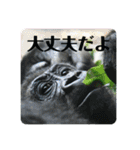 動物達のひとり言（個別スタンプ：9）