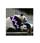 動物達のひとり言（個別スタンプ：10）