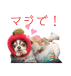 ワンだらけ パラダイス（個別スタンプ：12）
