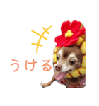 ワンだらけ パラダイス（個別スタンプ：14）