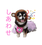 ワンだらけ パラダイス（個別スタンプ：17）