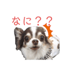 ワンだらけ パラダイス（個別スタンプ：24）