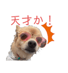 ワンだらけ パラダイス（個別スタンプ：25）