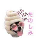 ワンだらけ パラダイス（個別スタンプ：29）
