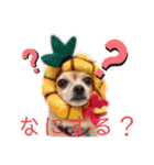 ワンだらけ パラダイス（個別スタンプ：31）