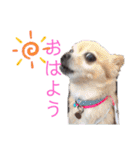 ワンだらけ パラダイス（個別スタンプ：33）