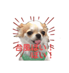 ワンだらけ パラダイス（個別スタンプ：37）