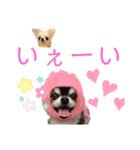 ワンだらけ パラダイス（個別スタンプ：39）