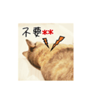 美猫王麻花カスタムスタンプ(偽中国語版)（個別スタンプ：3）