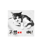 美猫王麻花カスタムスタンプ(偽中国語版)（個別スタンプ：6）