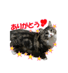 日本ペット公式【猫スタンプ】第1弾（個別スタンプ：3）
