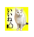 日本ペット公式【猫スタンプ】第1弾（個別スタンプ：4）