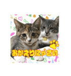 日本ペット公式【猫スタンプ】第1弾（個別スタンプ：5）