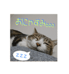 日本ペット公式【猫スタンプ】第1弾（個別スタンプ：6）
