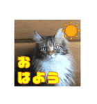 日本ペット公式【猫スタンプ】第1弾（個別スタンプ：7）