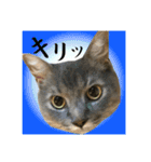 日本ペット公式【猫スタンプ】第1弾（個別スタンプ：8）