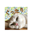 日本ペット公式【猫スタンプ】第1弾（個別スタンプ：9）