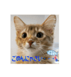 日本ペット公式【猫スタンプ】第1弾（個別スタンプ：10）