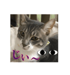 日本ペット公式【猫スタンプ】第1弾（個別スタンプ：11）
