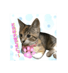 日本ペット公式【猫スタンプ】第1弾（個別スタンプ：12）