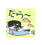 日本ペット公式【猫スタンプ】第1弾（個別スタンプ：13）
