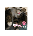 日本ペット公式【猫スタンプ】第1弾（個別スタンプ：14）