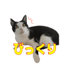 日本ペット公式【猫スタンプ】第1弾（個別スタンプ：18）
