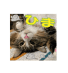 日本ペット公式【猫スタンプ】第1弾（個別スタンプ：19）