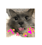 日本ペット公式【猫スタンプ】第1弾（個別スタンプ：20）