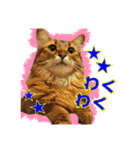 日本ペット公式【猫スタンプ】第1弾（個別スタンプ：21）