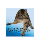 日本ペット公式【猫スタンプ】第1弾（個別スタンプ：23）