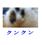 くろちゃんシリーズ2のスタンプです（個別スタンプ：2）
